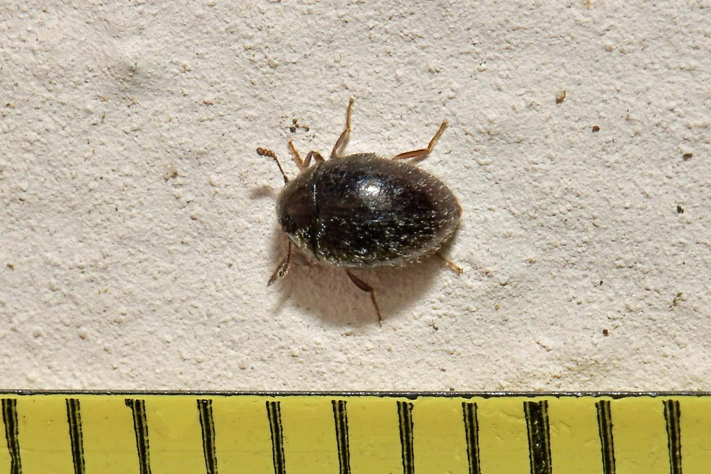 Byrrhidae: Simplocaria sp? S, S. semistriata